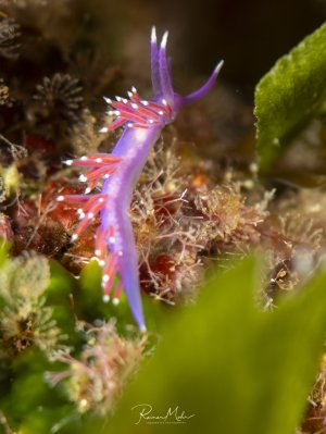A thecacera nudibranch (Flabellina) crawls across the colourfully encrusted seafloor in search of food.