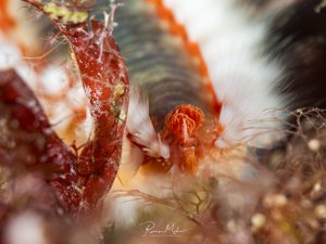 Super-macro shot of the face of a fireworm. The delicate structures of the animal are impressively visible.