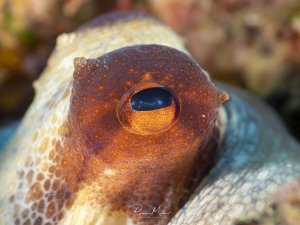 Makroaufnahme des Auges einer gemeinen Krake.