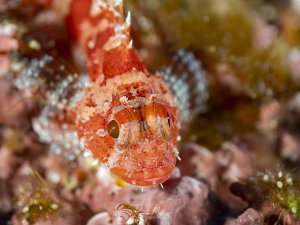 Ein kleiner Drachenkopf sitzt in einer Riffwand und wartet auf vorbeischwimmende Beute. Sie sind Lauerjäger, die sich durch ihre rötliche Färbung perfekt an felsigen Meeresböden tarnen.