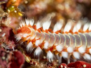 A fireworm in a super-macro shot in the Mediterranean (Gozo).