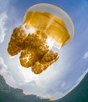 A golden mastigias jellyfish (Mastigias papua) photographed from below in backlight. The transparent bell and the yellow-brown appendages are clearly visible — typical of the jellyfish lakes of the Coral Triangle.