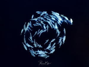 A school of Jackfish performing their mating dance in Ras Mohammed National Park. The large fish swim in circles, looking for a permanent mate for the upcoming mating season.