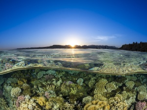 A half-and-half shot with a sunset, featuring a colorful reef fish just below the surface.