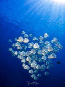 A School of Batfisch swim in heart-shape in the Ras Mohammed National Park. The sun shines its perfect beams through the chrystal clear waters